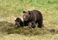grizzly with cubs (8)