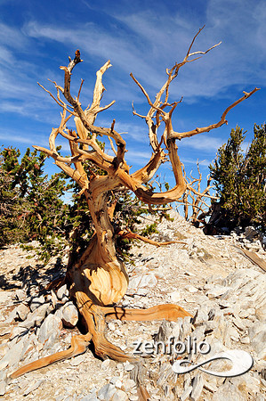 bristlecone pine.