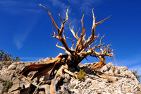 bristlecone pine.