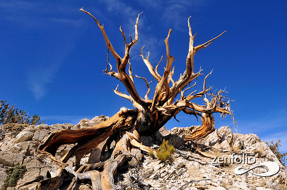 bristlecone pine.