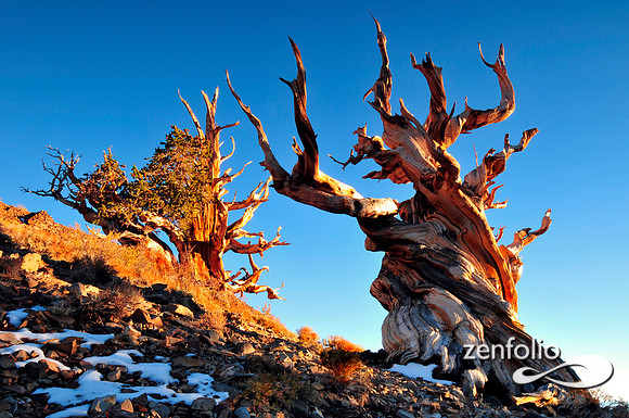 bristlecone pines