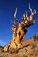 bristlecone pine.