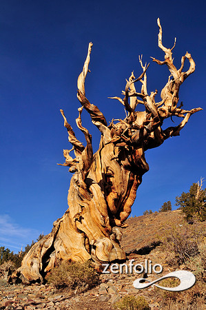 bristlecone pine.
