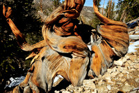 bristlecone pine.