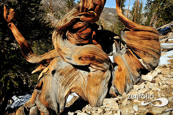 bristlecone pine.