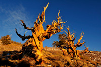 bristlecone pines.