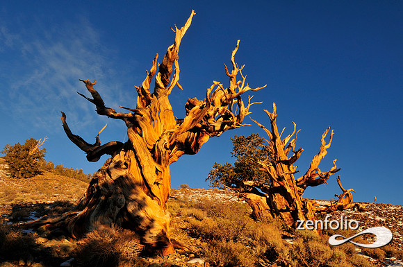 bristlecone pines.