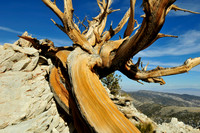 bristlecone pine.
