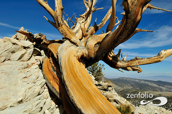 bristlecone pine.