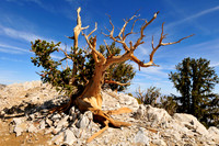 bristlecone pine.