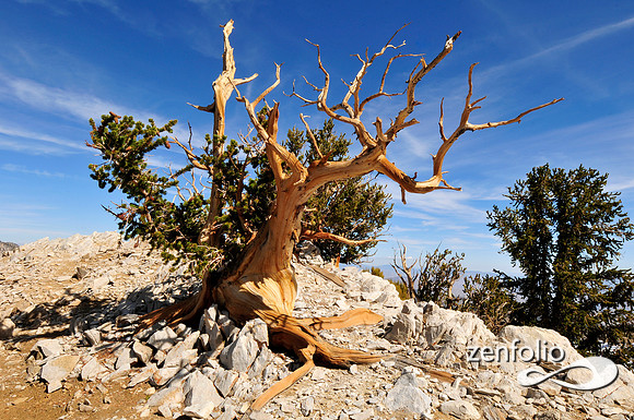 bristlecone pine.