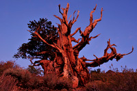 bristlecone pine.