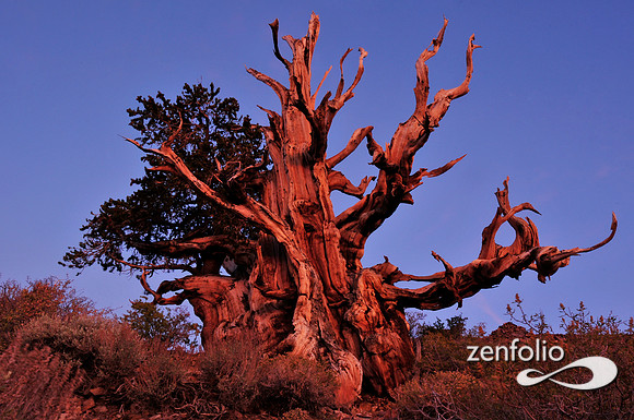 bristlecone pine.