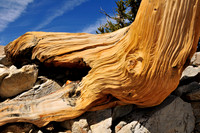 bristlecone pine