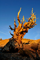 bristlecone pine.