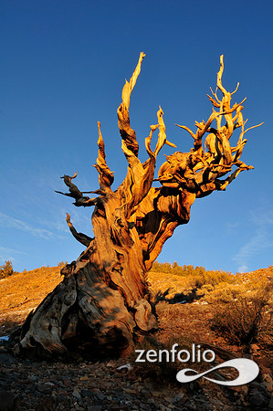 bristlecone pine.