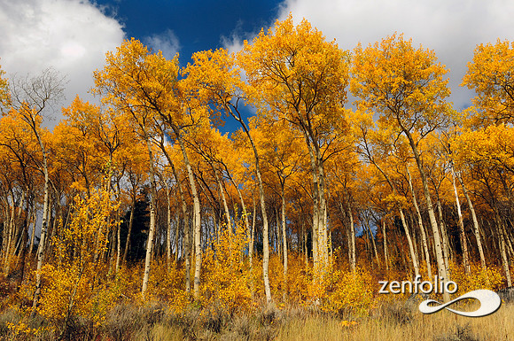 beartooth hiway fall aspens october 2012.