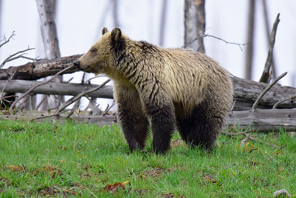 raspberry and her blonde cub 2018 (23)