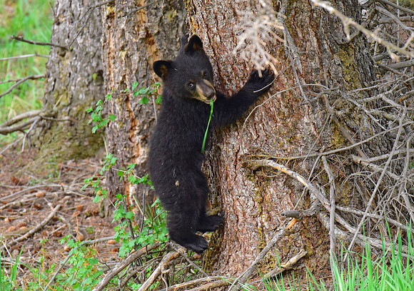 black bears with cubs 2018 (185)