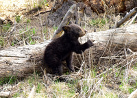 black bears with cubs 2018 (78)