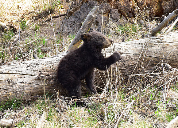 black bears with cubs 2018 (78)