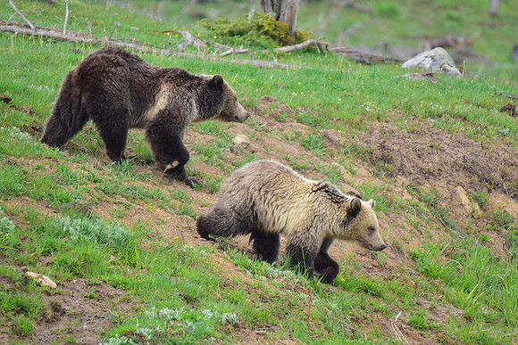 raspberry and her blonde cub 2018 (16)