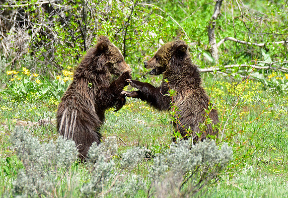 blondie and her cubs 2018 (8)