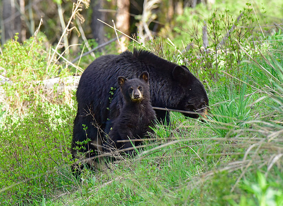 black bears with cubs 2018 (172)
