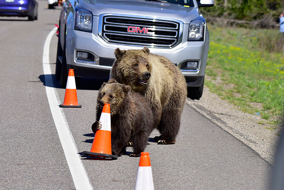 blondie and her cubs 2018 (35)