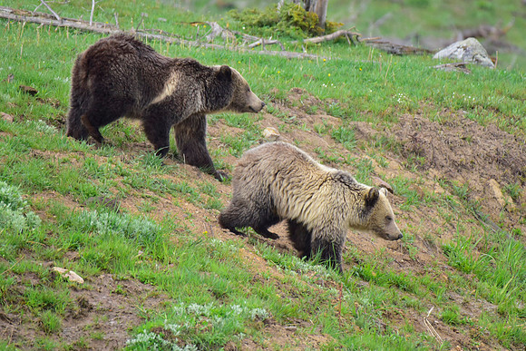 raspberry and her blonde cub 2018 (15)