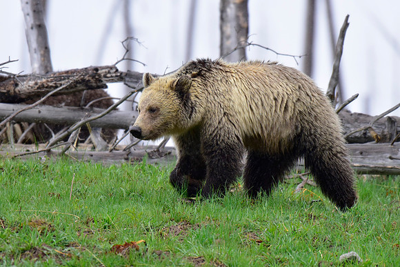 raspberry and her blonde cub 2018 (22)