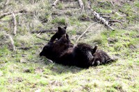 black bears with cubs 2018 (117)