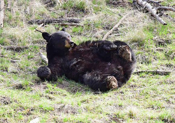 black bears with cubs 2018 (107)