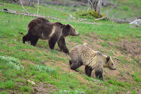 raspberry and her blonde cub 2018 (14)