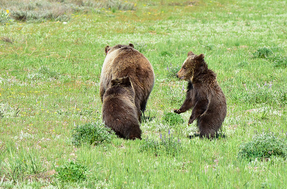 blondie and her cubs 2018 (41)