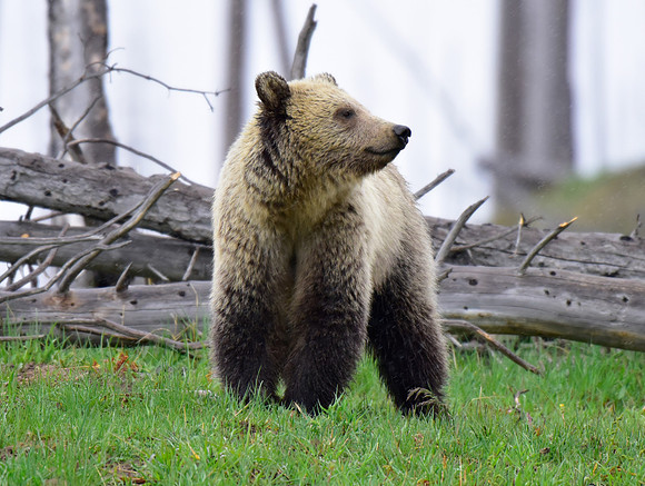 raspberry and her blonde cub 2018 (20)