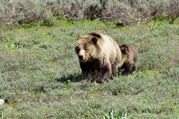 blondie and her cubs 2018 (33)