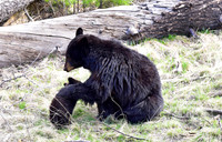 black bears with cubs 2018 (88)
