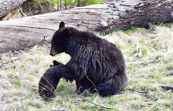 black bears with cubs 2018 (88)