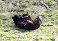 black bears with cubs 2018 (119)
