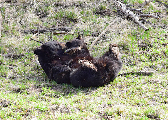 black bears with cubs 2018 (119)