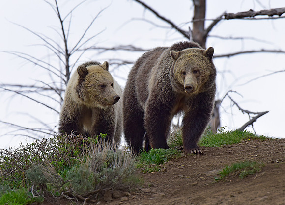 raspberry and her blonde cub 2018 (4)