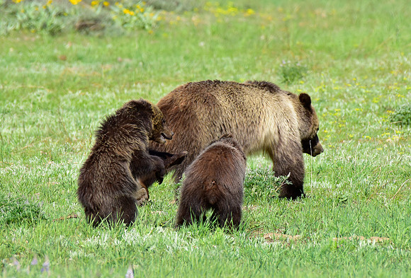 blondie and her cubs 2018 (6)
