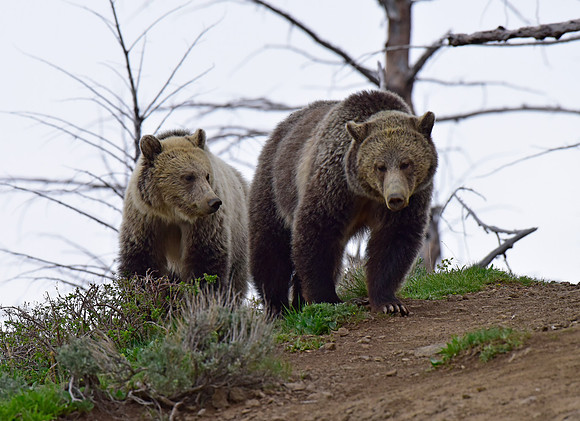 raspberry and her blonde cub 2018 (2)