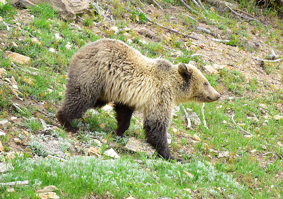 raspberry and her blonde cub 2018 (9)