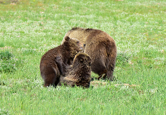 blondie and her cubs 2018 (3)