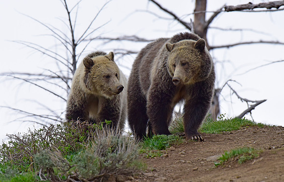 raspberry and her blonde cub 2018 (7)