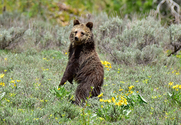 blondie and her cubs 2018 (20)