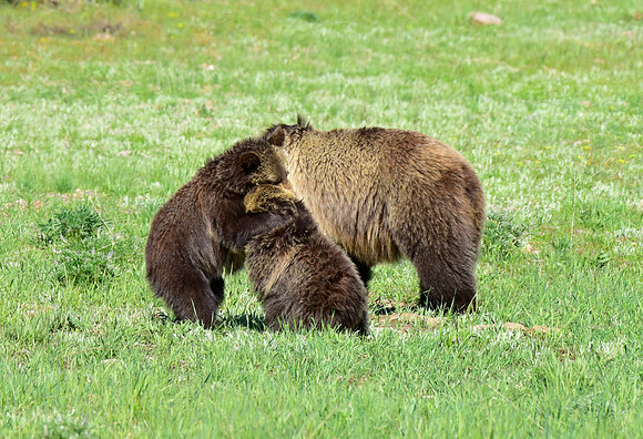 blondie and her cubs 2018 (2)