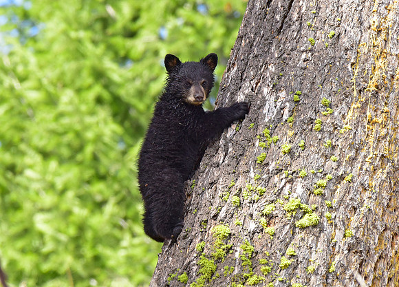 black bears with cubs 2018 (141)
